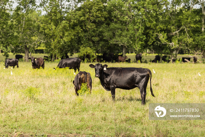 Black cow looking back at viewer while grazing in field with other cows