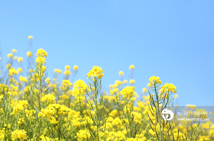 青空　菜の花畑