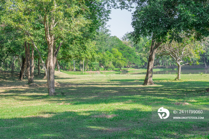 The trees are surrounded by green grass in the park.