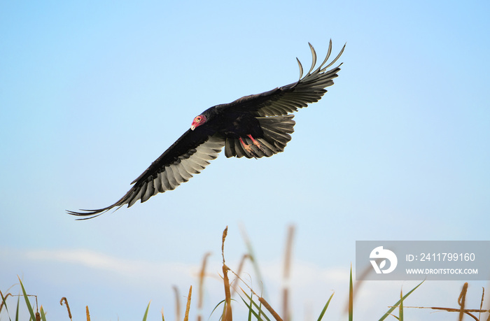 American Turkey Vulture in-flight - Florida.