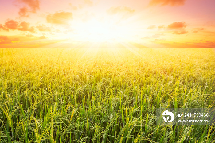 Rice field and sky background at sunset time with sun rays.