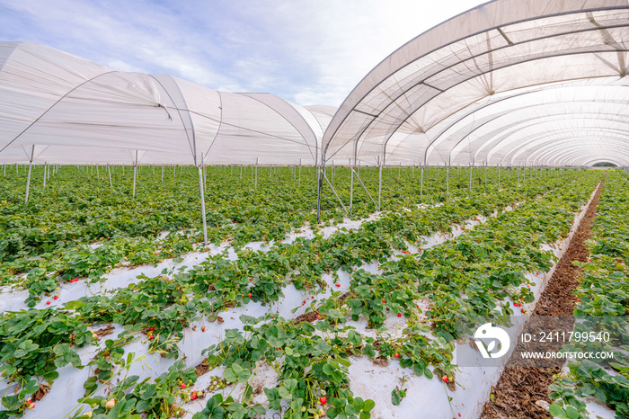 Strawberry nursery. Growing strawberries in greenhouses