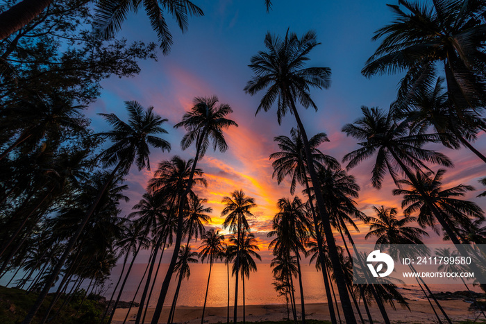 Silhouette of coconut palm tree at sunset on tropical beach