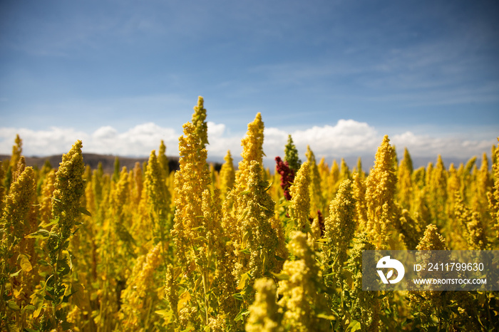 Quinoa plant fields in Peru