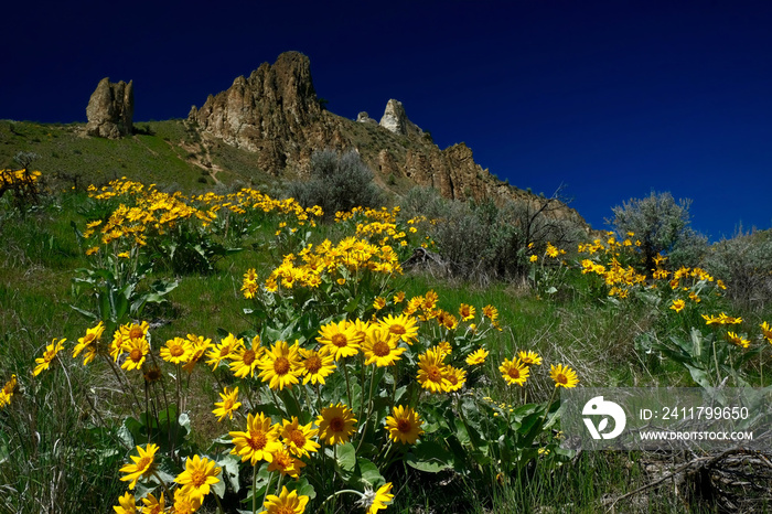 Arnica on green hill. Saddle Rock  hiking trail near Wenatchee. Washington. United States