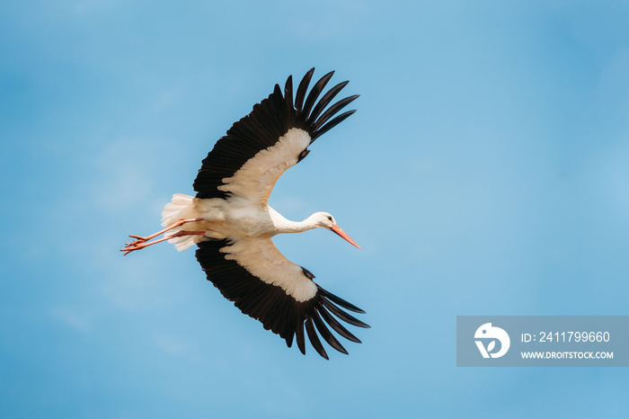 Adult European White Stork Flies In Blue Sky With Its Wings Spread