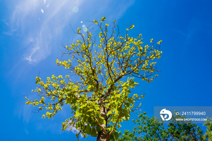 Up view on tree and clouds on blue sky