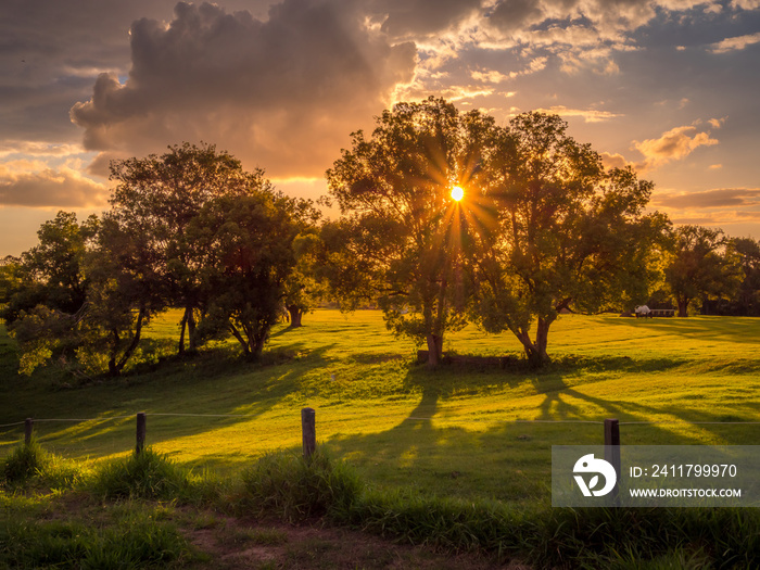 Golden Horse Paddock Afternoon