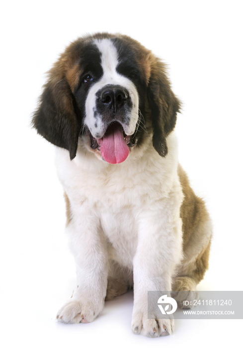 puppy saint bernard