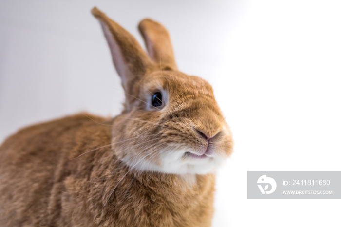 Adorable rufus bunny rabbit makes funny expressions on white background, room for text copy on right