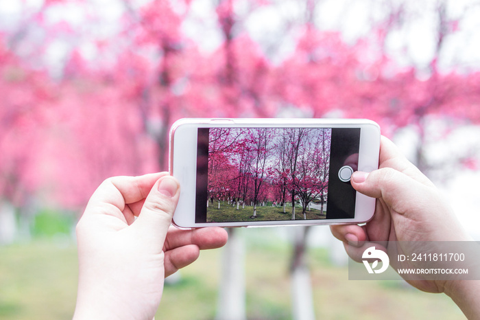 woman use cellphone to shot sakura