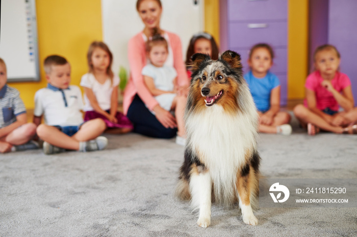 Happy shetland sheepdog in the preschool