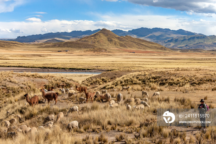 Altiplano-秘鲁-南美洲