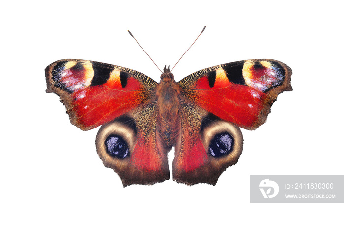 European peacock butterfly, isolated on white