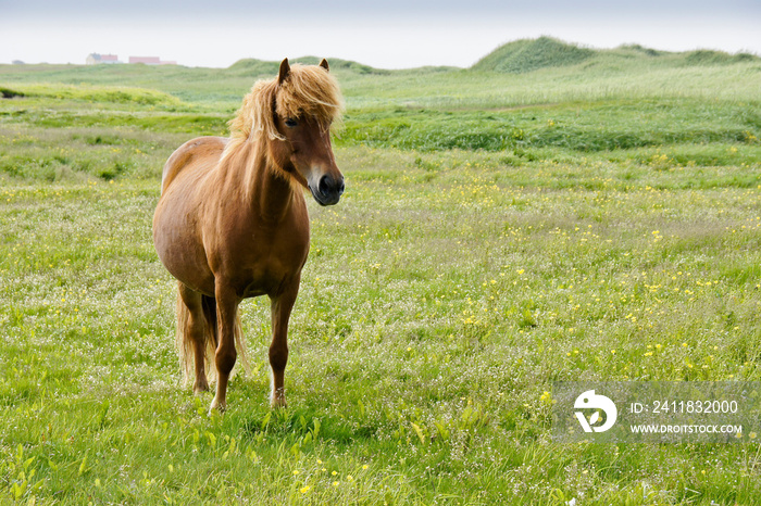 Icelandic horse in field, Iceland