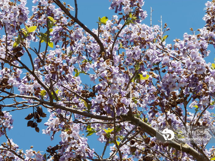 毛泡桐-Le泡桐ou Arbre dAnna泡桐aux amplifiques fleurs violettes printan