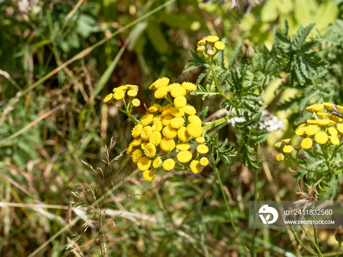 Tanacetum vulgare - Tanaisie commune ou tanacée