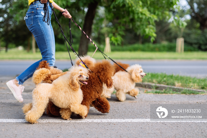 Beautiful middle age blonde woman enjoys walking with her adorable miniature poodles