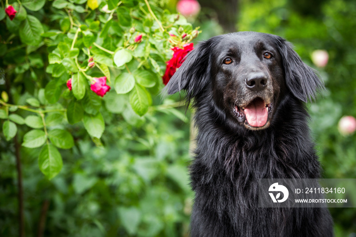 Hund Hunderasse Hovawart Rüde schwarz Frühling