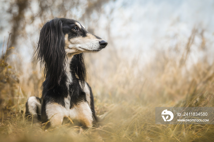 Saluki，波斯灰狗，狗，肖像