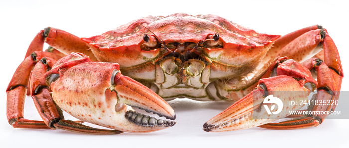 Cooked crab on a white background.