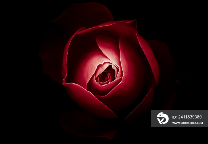 Abstract Rose with Black background