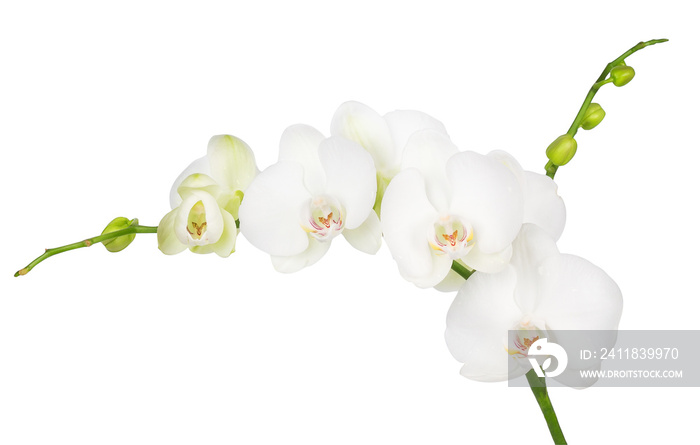 white orchid isolated on white background
