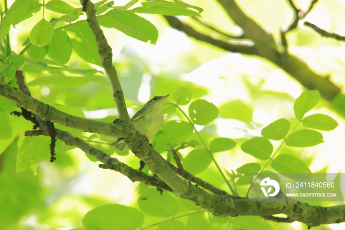 森の中の小鳥　Birds in the forest