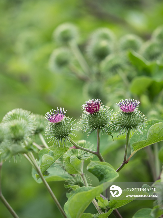 ゴボウ　薬用植物