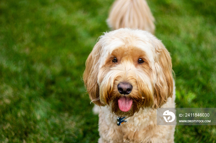 Multigen Goldendoodle