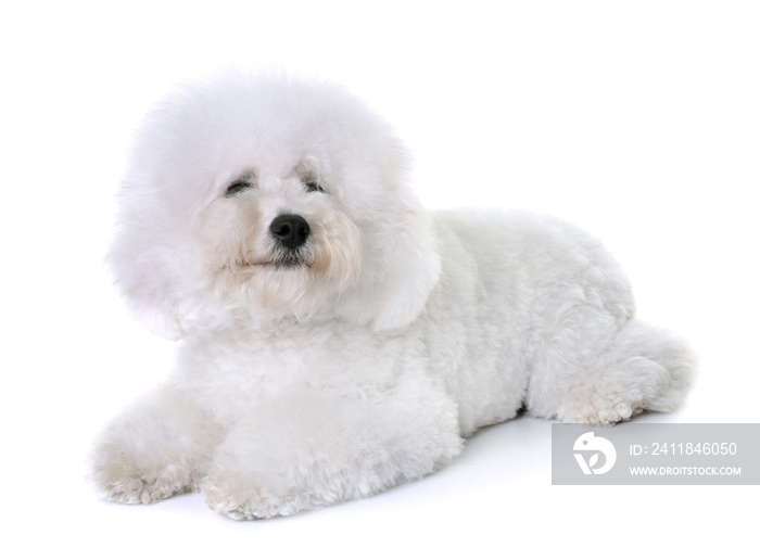 bichon frise在工作室