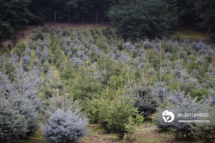 Młode świerki, young spruces.