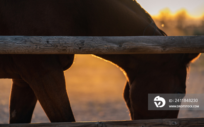 A Brown Horse Walks Along a Fence