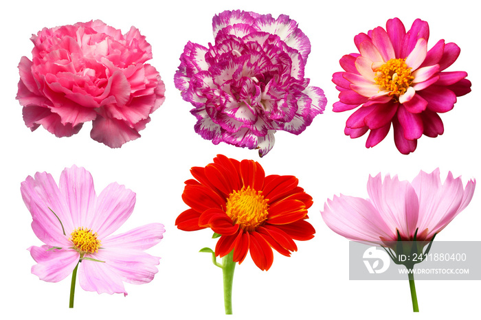 single flowers closeup isolated collection