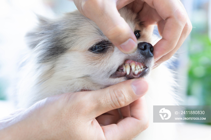 Closeup teeth of pomeranian dog with tartar, pet health care concept, selective focus