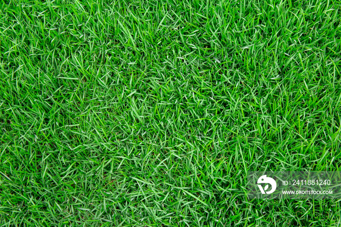 Top view of green grass texture. for background.