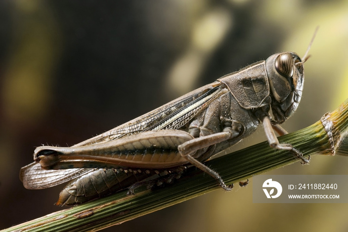 Grasshopper on fennel