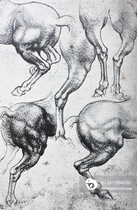Sketches of horses, pencil drawing by Leonardo da Vinci in the vintage book Leonardo da Vinci by A.L