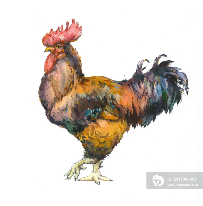 公鸡的水彩插图。公鸡彩色垃圾标签。农场和的贴纸图像