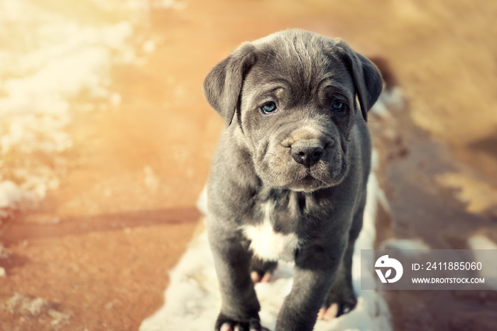 Grey Neapolitan Mastiff puppy