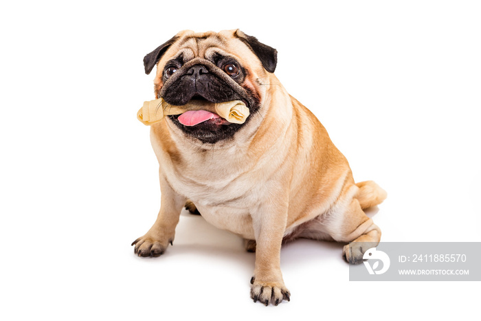 Dog pug with a bone in the mouth. Dog bone