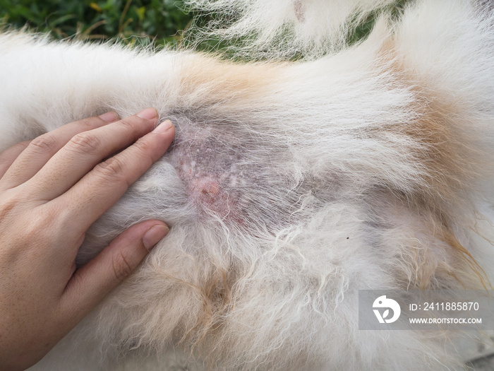 狗的皮炎人的手是张开的狗毛，在狗皮上显示疾病。d的皮炎