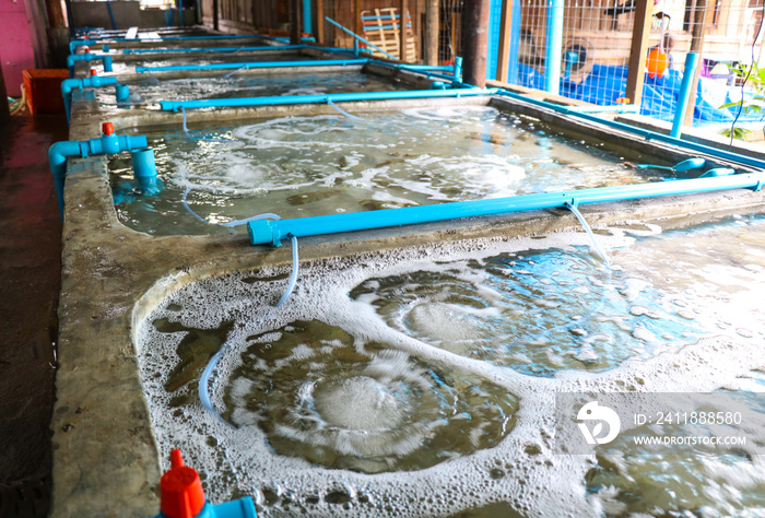 Pond shrimp closed system, shrimp farm, prawn farming with with aerator pump oxygenation water,  Fis