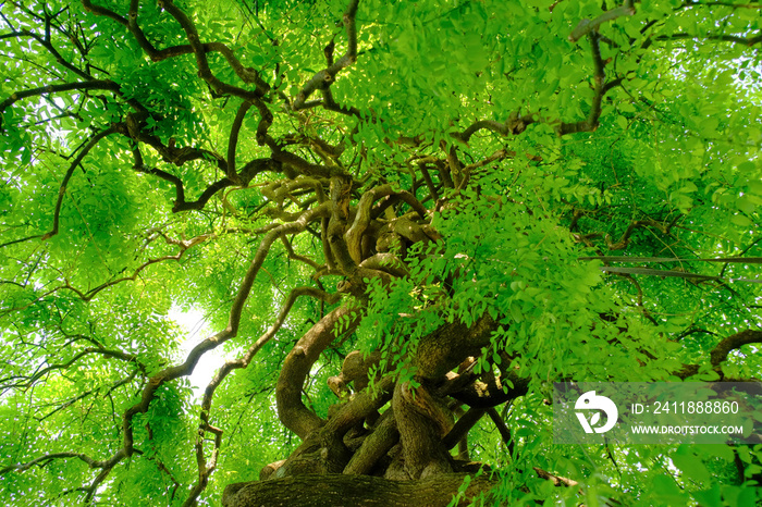 Albero chiamato Sophora Japonica ricoperto di foglie verdi.