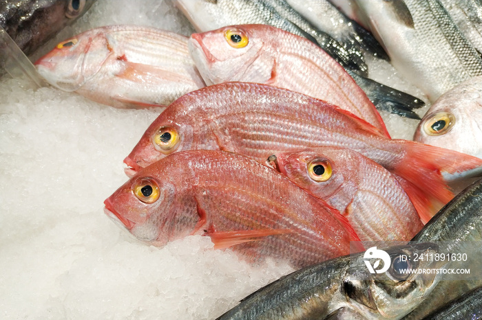 葡萄牙鱼类市场上冰上的新鲜粉红鲷，特写。