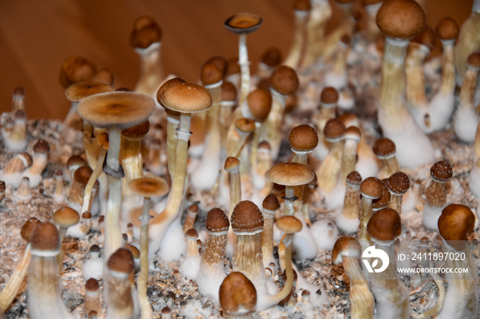 魔法蘑菇股票图片。Psilocybin蘑菇图片。一组魔法蘑菇。家庭蘑菇c