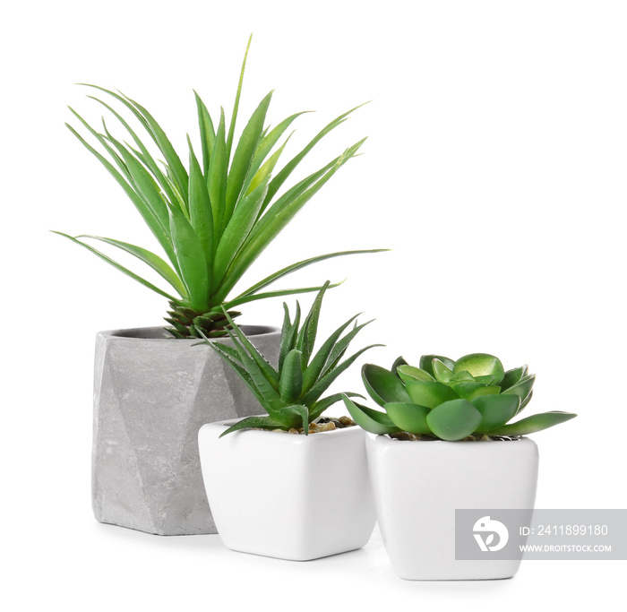 Different houseplants on white background