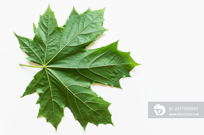 Large green maple leaf on white background. Photo with copy blank space.