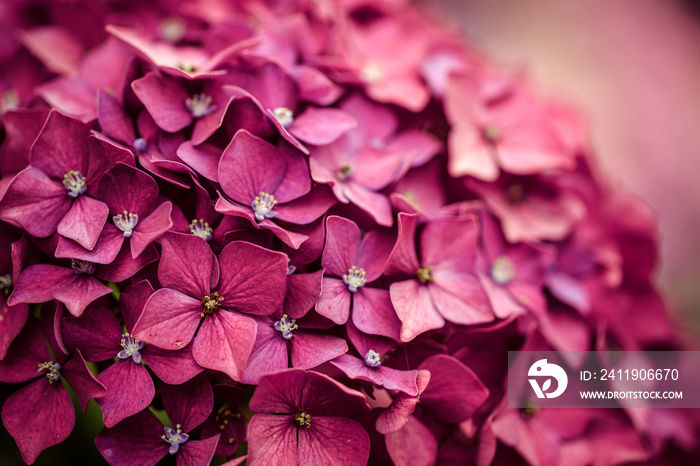 Hortensia Flowers