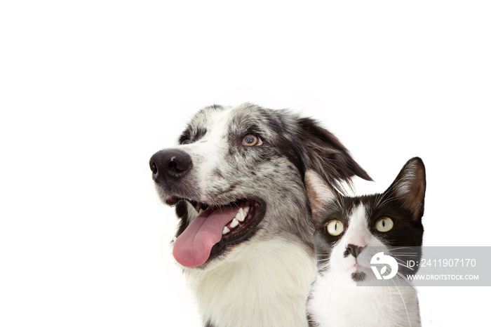 Banner pets. Side happy profile blue merle border collie and cat  looking up. Isolated on white back